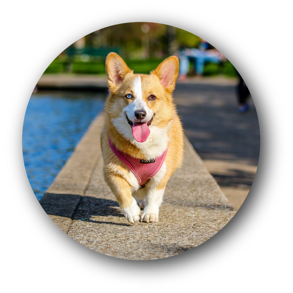 custom dog full color disc golf disc